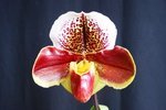 Paph. Hung Sheng Royal 'Bear-2' 