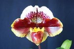 Paph. Hung Sheng Royal 'Bear-3'