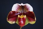 Paph. Hung Sheng Royal 'Bear-4'