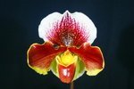 Paph. Hung Sheng Szabo 'Bear-1'