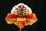 Paph. Hung Sheng Tiger Cat 'Bear-1' 