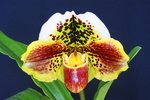 Paph. Hung Sheng Tiger Cat 'Bear-5'