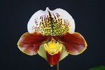 Paph. Hung Sheng Tiger Cat 'Bear-6'