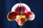 Paph. Hung Sheng Treasure 'Bear-1' 