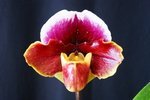 Paph. Hung Sheng Treasure 'Bear-2' 