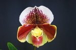 Paph. Hung Sheng Treasure 'Bear-3'