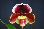 Paph. Hung Sheng Treasure 'Bear-4'