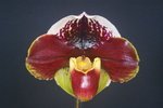 Paph. Hung Sheng Tredsure 'Bear-5'
