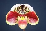 Paph. Hung Sheng Twinkling 'Bear-2'