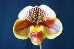 Paph. Hung Sheng Twinkling 'Bear-3'