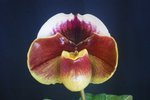 Paph. Hung Sheng Twinkling 'Bear-4'
