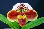Paph. Hung Sheng Waip 'Bear-1' 