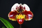 Paph. Hung Sheng Zoo 'Bear-1'