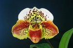 Paph. Hung Sheng Zoo 'Bear-2'