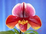 Paph. Kilvanna