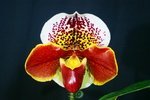 Paph. King Gaia 'Bear' 