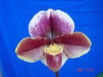 Paph. Lauren Klehm