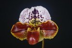 Paph. Millennium 'Bear-1' 