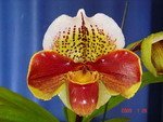 Paph. New Downlands 'Bear-21'