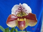Paph. New Downlands 'Bear -1'  