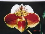 Paph. New Downlands 'Bear-2'