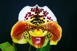Paph. Spotter 'Leopard' HCC/AOS