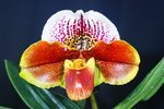 Paph. Tokyo Roll Thund 'Bear' 