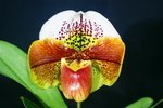 Paph. Tokyo Roll Thund 'Bear-1' 
