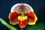 Paph. Tokyo Roll Thund 'Bear-2' 