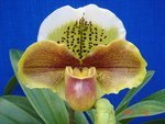 Paph. Tree Of Enzan 'Bear-1' 