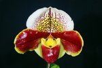 Paph. Tsuyuharai 'Bear' 