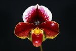 Paph. Valwin 'Christmas Robe' AM/AOS