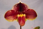 Paph. Valwin-1