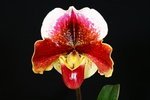 Paph. Valwin-2