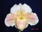 Paph. Via Ojai 'Robin' HCC/AOS