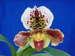 Paph. Waipunga 'Bear -32' 