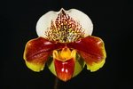 Paph. Winston Churchill 'Indomitable' FCC/AOS