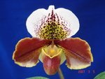 Paph. World Venture 'Kensington' AM/AOS