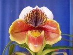 Paph. Yi-Ying Twinkling Star 'Bear-2'