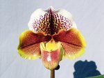 Paph. Yi-Ying Twinkling Star