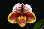 Paph. Yi-Ying Twinkling Stars 'Bear-3'