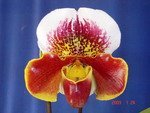 Paph. Zodiac Glory 'Andrew' HCC/QOS