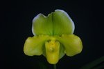 Paph. Hung Sheng Olive 'Bear-9' 