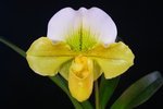 Paph. (Harvest  Splendor x Hamana Curet) 'Bear-1'