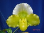 Paph. Hawaiian Shamrock 'Bear-4' 