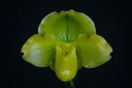 Paph. (Hamana Curet x Green Gem) 'Bear-1' 