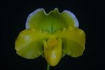 Paph. Hung Sheng Olive 'Bear-1' 