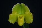 Paph. Hung Sheng Lemon 'Bear-2' 