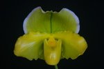 Paph. Hung Sheng Olive 'Bear-3' 