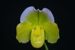 Paph. Cocoa Festival 'Bear-3'